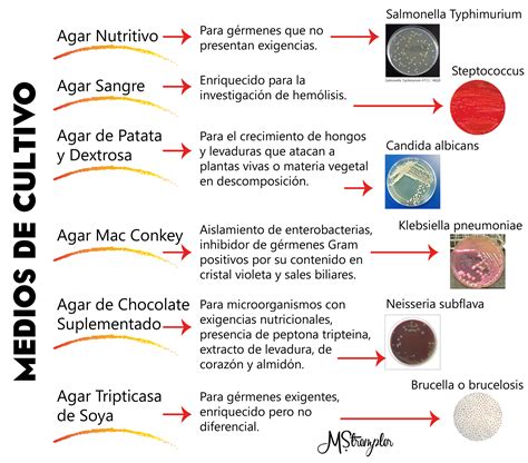 Medios de cultivo para bacterias y hongos