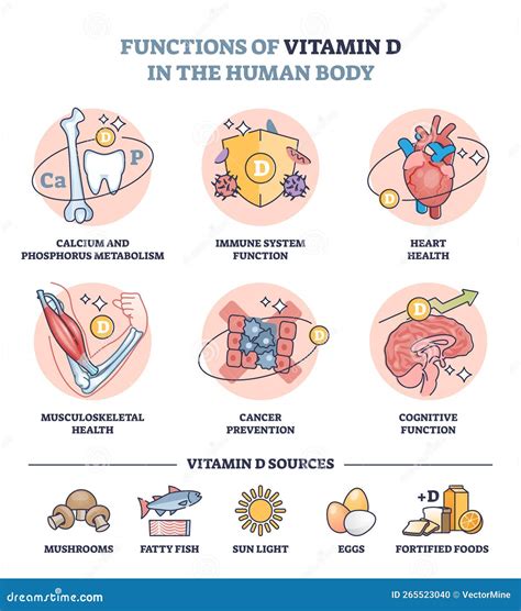Esquema de las funciones de la vitamina D en el cuerpo humano