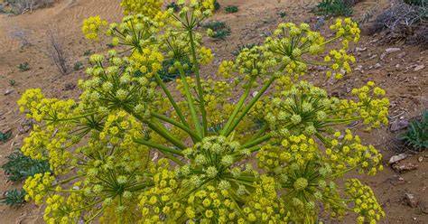 Planta de Asafoetida