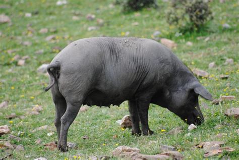 Cerdo ibérico con pezuña negra