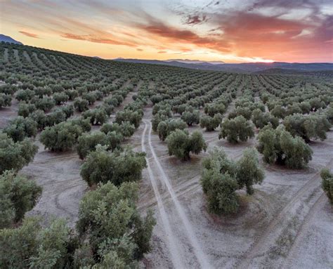 Paisaje de olivos en Jaén