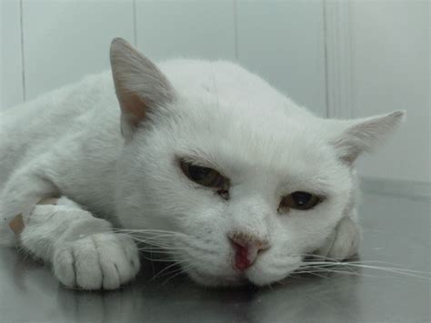 Gato con un bulto en la piel