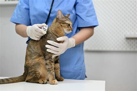 Veterinario examinando un gato