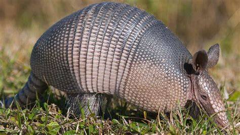 Diagrama de la estructura del caparazón de un armadillo, mostrando osteodermos y escudos córneos.