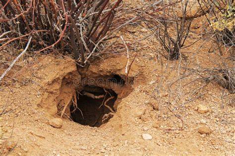 Fotografía de una madriguera de armadillo.