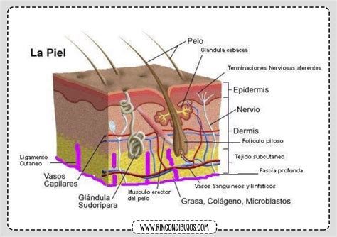 Esquema de la estructura de la piel y los efectos de los hidratantes