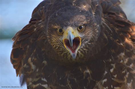 Aves rapaces depredadoras