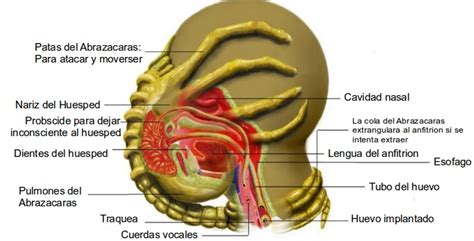 Huevo Alien desplegándose para liberar al Abrazacaras