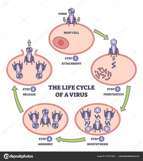 Diagrama de la evolución del virus negro y su impacto