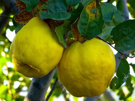 Fruto del membrillo y su árbol