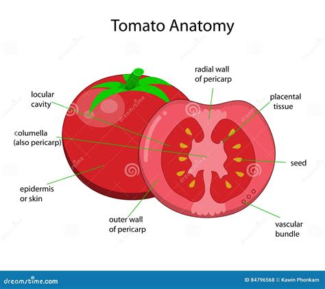 Estructura botánica de un tomate y sus semillas