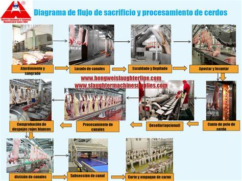Proceso de sacrificio de cerdo