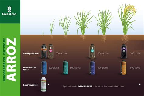 Diagrama del sistema de cultivo de arroz CL