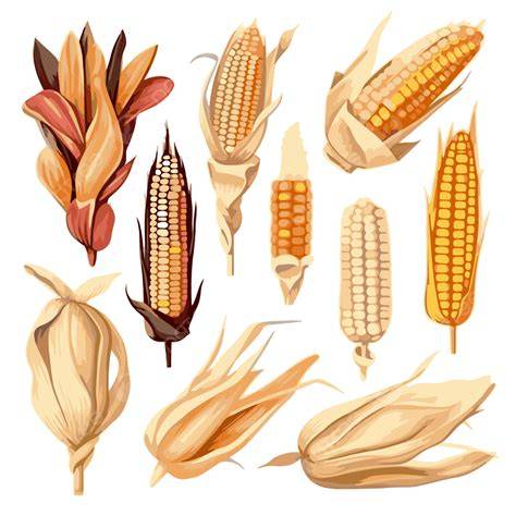 Ilustración de diferentes tipos de maíz
