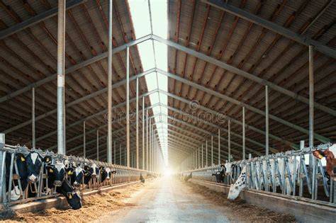 Vacas lecheras en un establo