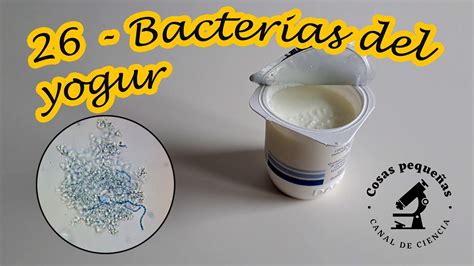 Composición de bacterias probióticas en un cultivo de yogur