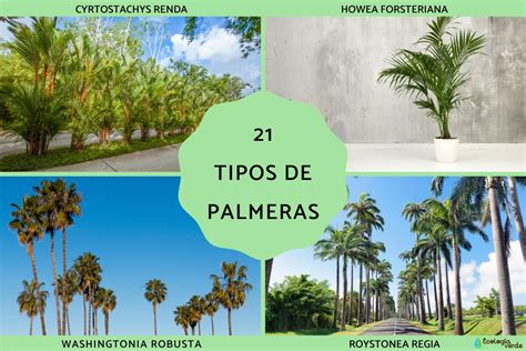 Variedad de palmeras gigantes en la vitrina