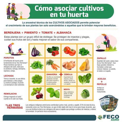 Esquema de las asociaciones de plantas beneficiosas para el tomate