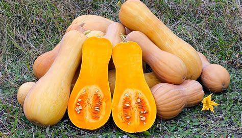 Calabaza Anquito-Butternut con su forma característica