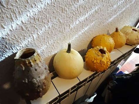 Calabazas secas para lámparas