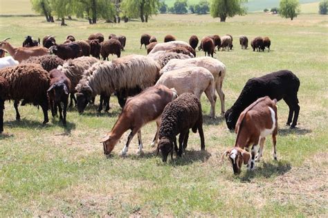 animales pastando en una dehesa