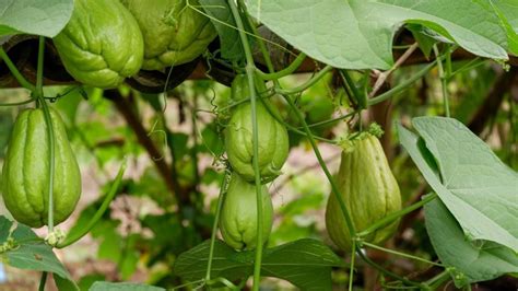 Planta de cayote y frutos