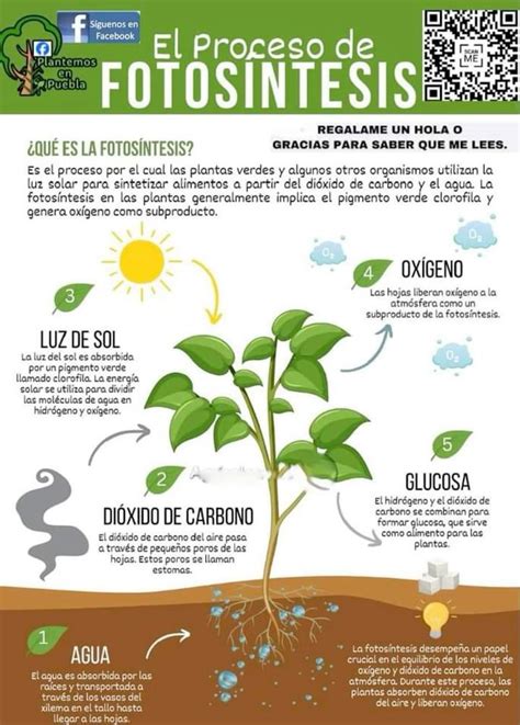 Infografía sobre el proceso de patentamiento de plantas