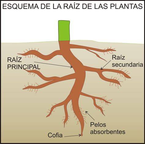Estructura de la planta de cebada con sus partes principales: raíz, tallo, hoja y espiga