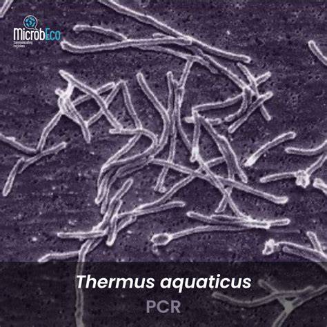 Micrografía electrónica de Thermus aquaticus