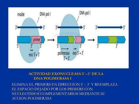 Diagrama de la actividad 5' a 3' de la Taq polimerasa