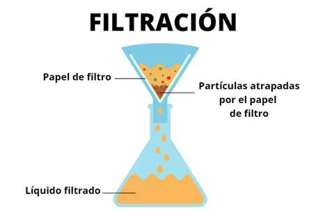 Esquema del proceso de alimentación por filtración de una almeja