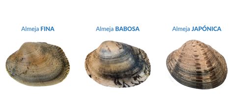 Diferentes tipos de almejas: Fina, Babosa, Japónica y Rubia