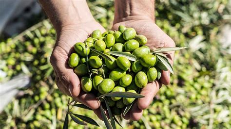 Aceitunas Gordales recién recogidas en un olivar