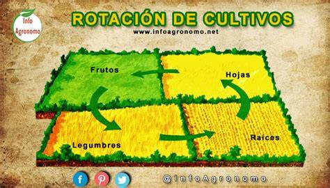 Rotación de cultivos con lentejas