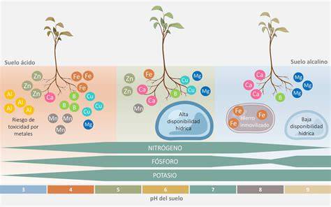 Diagrama de pH del suelo y cultivo de lentejas