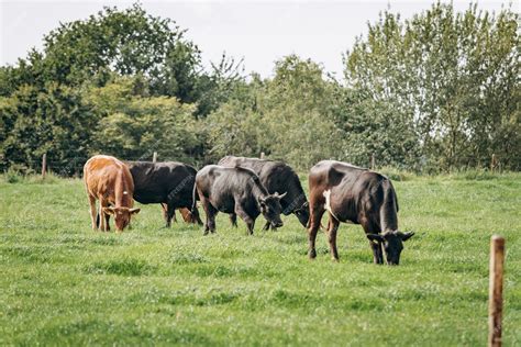 Vacas pastando en un prado verde.