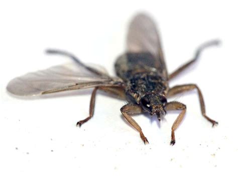Imagen frontal de la mosca de las palomas (Pseudolynchia canariensis)
