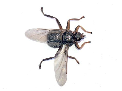 Imagen lateral de la mosca de las palomas (Pseudolynchia canariensis)