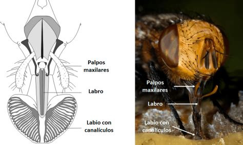 Detalle del aparato bucal (hipostoma) de la mosca de las palomas