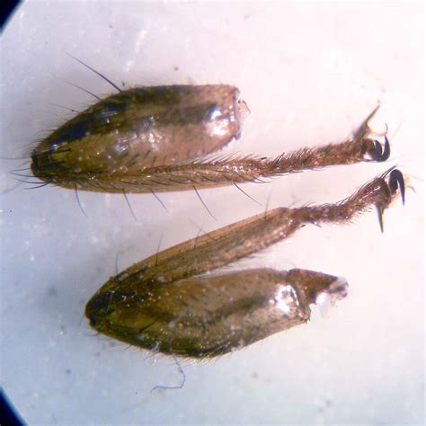 Patas delanteras de la mosca de las palomas (Pseudolynchia canariensis)