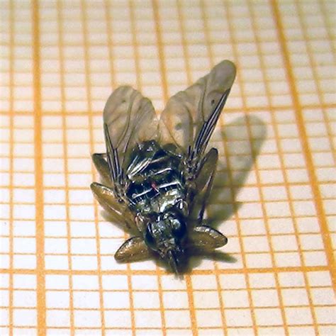 Mosca de las palomas sobre papel milimetrado