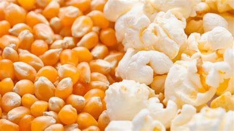 Maíz pisingallo antes y después de convertirse en palomitas