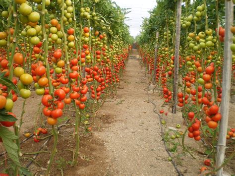 Planta de tomate pera en un huerto