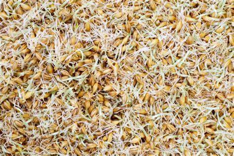 Grano de cebada germinado