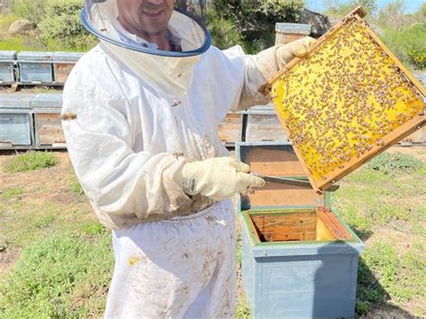 Ninfas enseñando a Aristeo el arte de la apicultura y la elaboración de queso