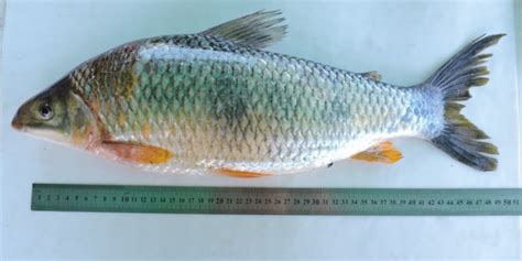 Pescado de río boga