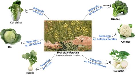 Evolución de la col silvestre al brócoli