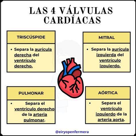 Tabla comparativa de las válvulas cardiacas y su función principal