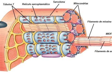Esquema de las fibras musculares del pollo y su contracción