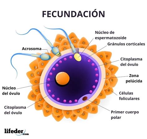 Esquema del proceso de desarrollo de un huevo fecundado